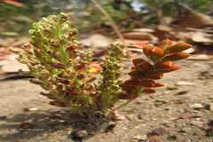 Flemingia grahamiana